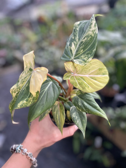 Philodendron gloriosum variegated