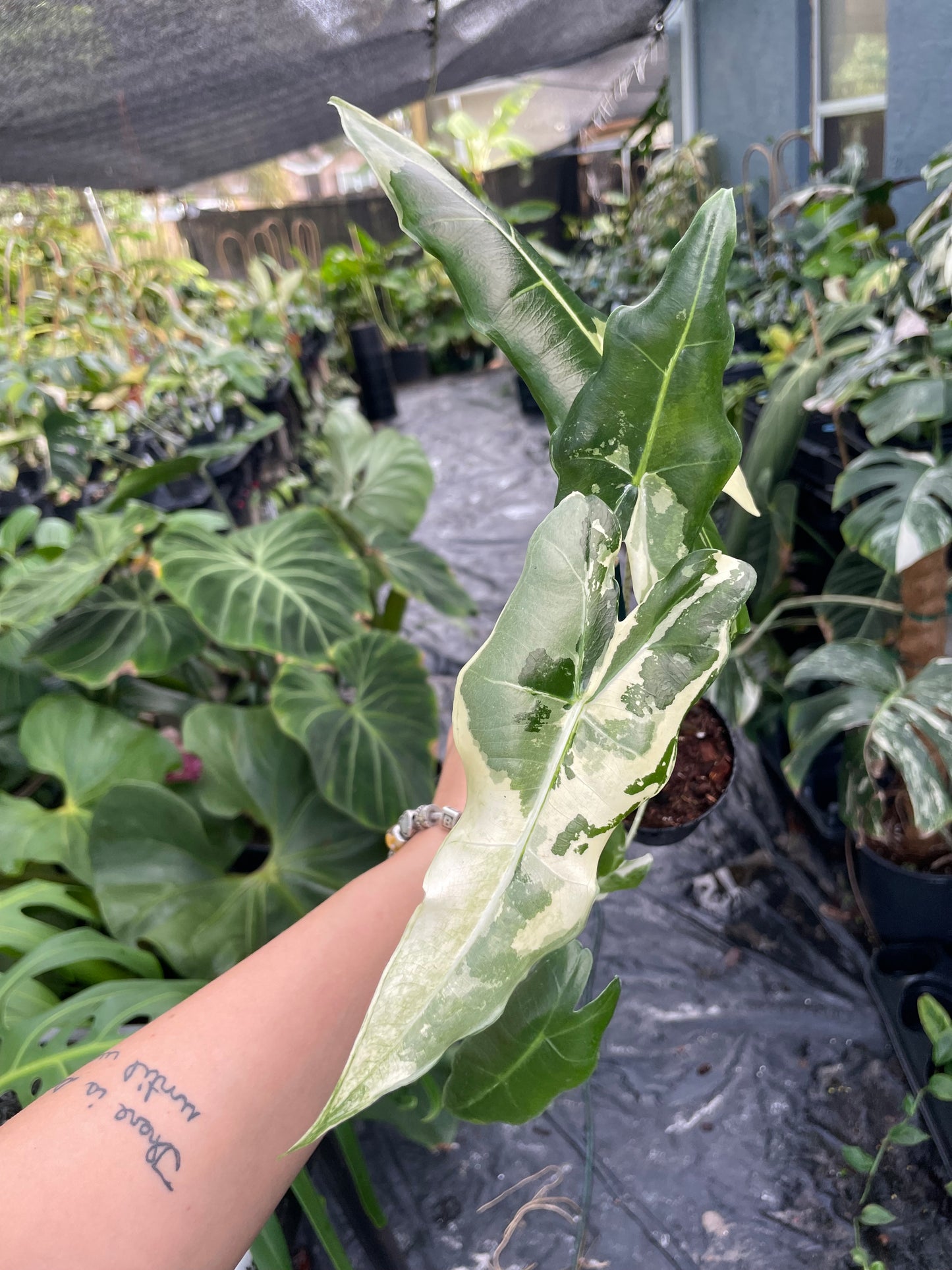 Alocasia Sarian Variegated