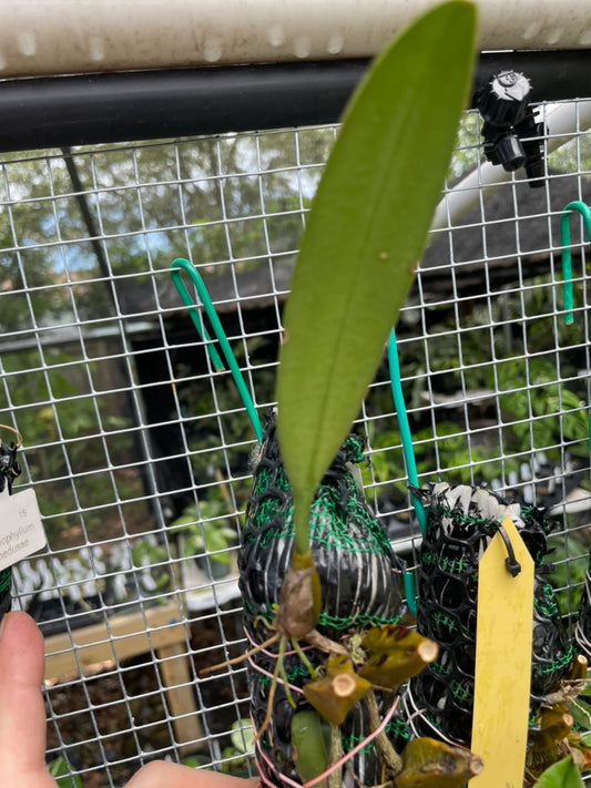 Bulbophyllum medusae