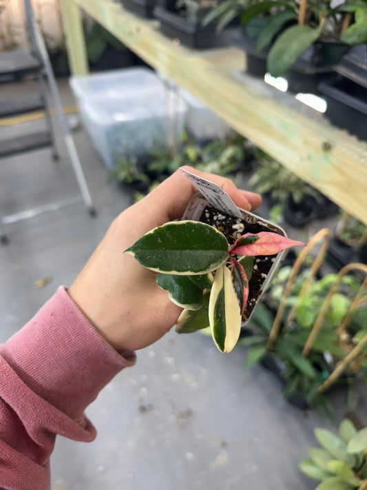 Hoya carnosa ‘Purple Pride’ (Flamingo Dream)