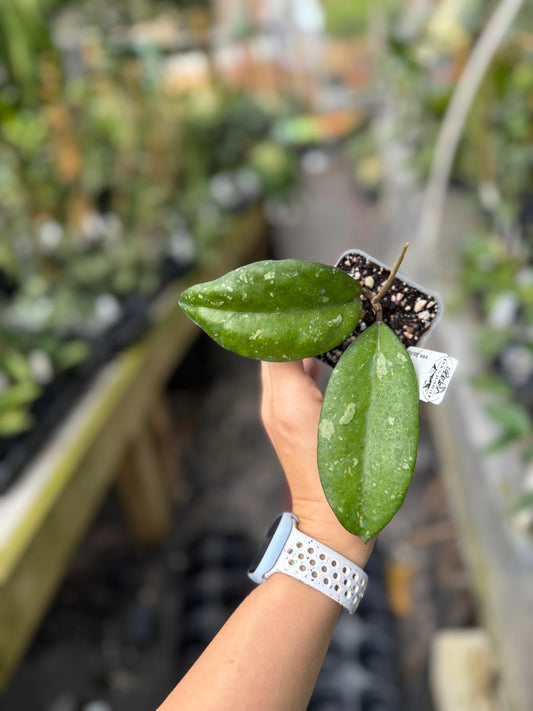 Hoya Ceereen