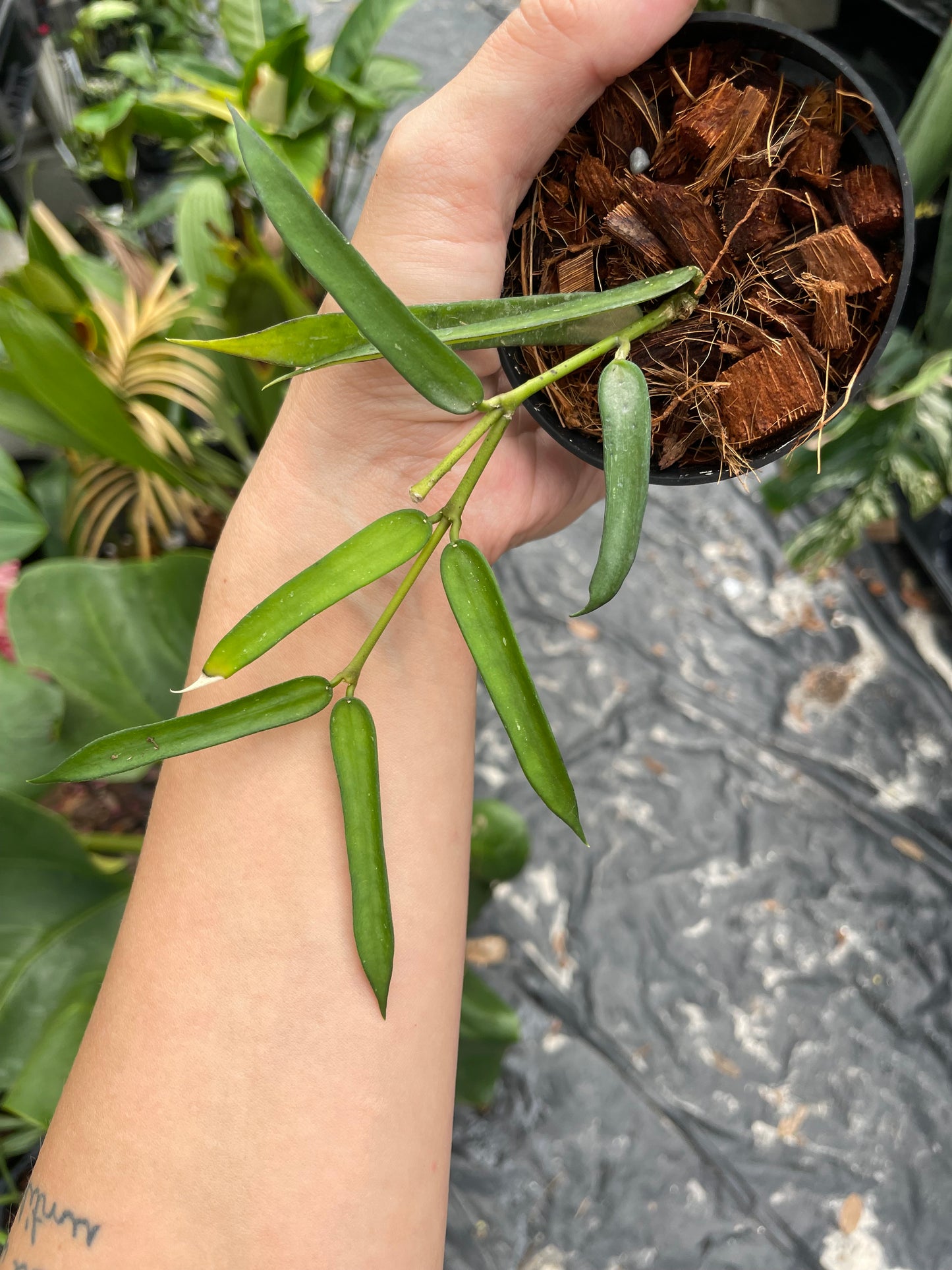 Hoya pandurata