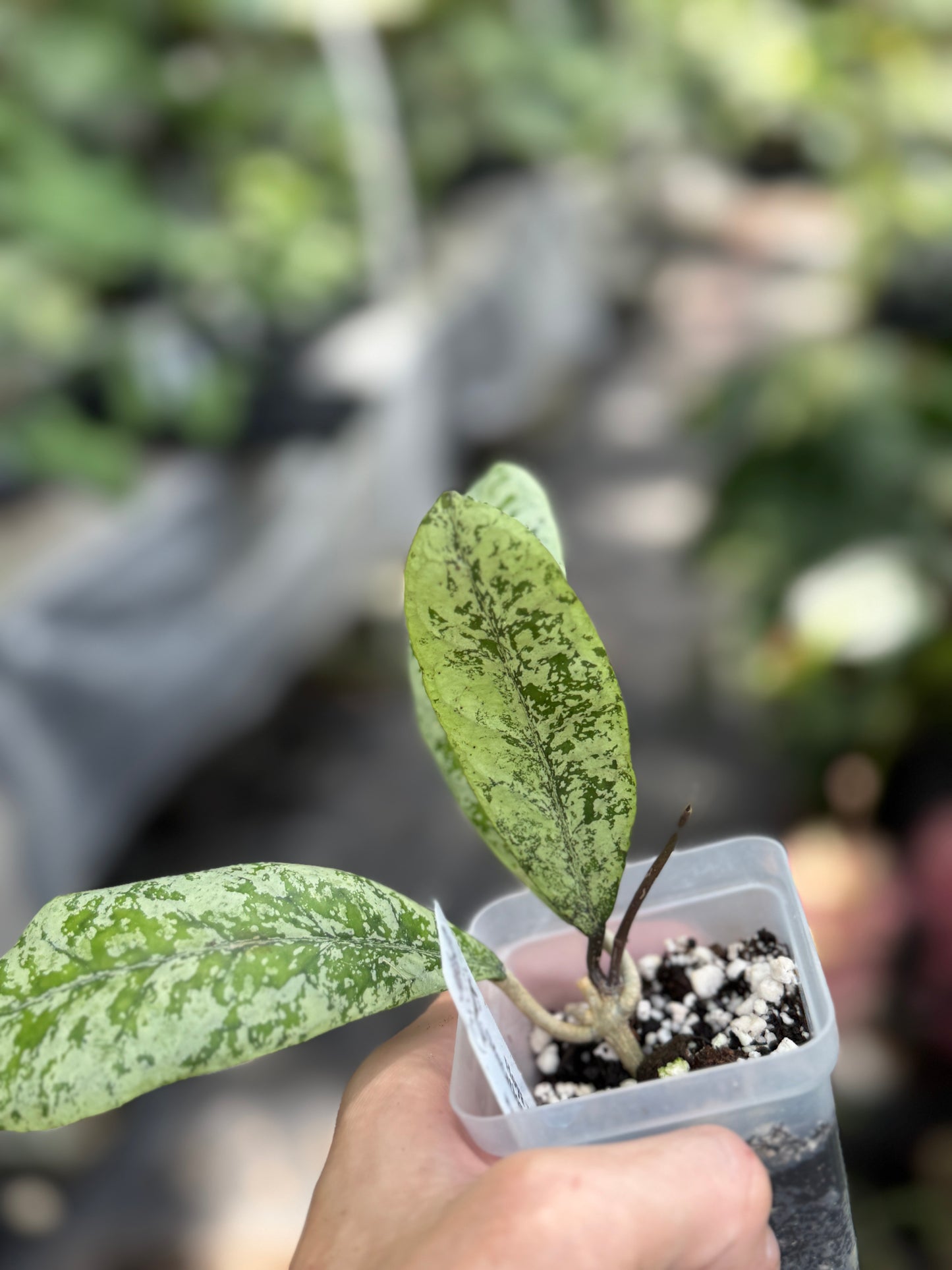 Hoya ‘Lorelai’