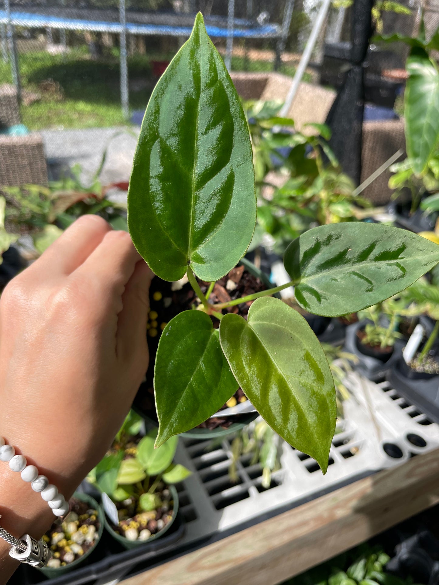 Anthurium ‘Justin’ x ‘wings’