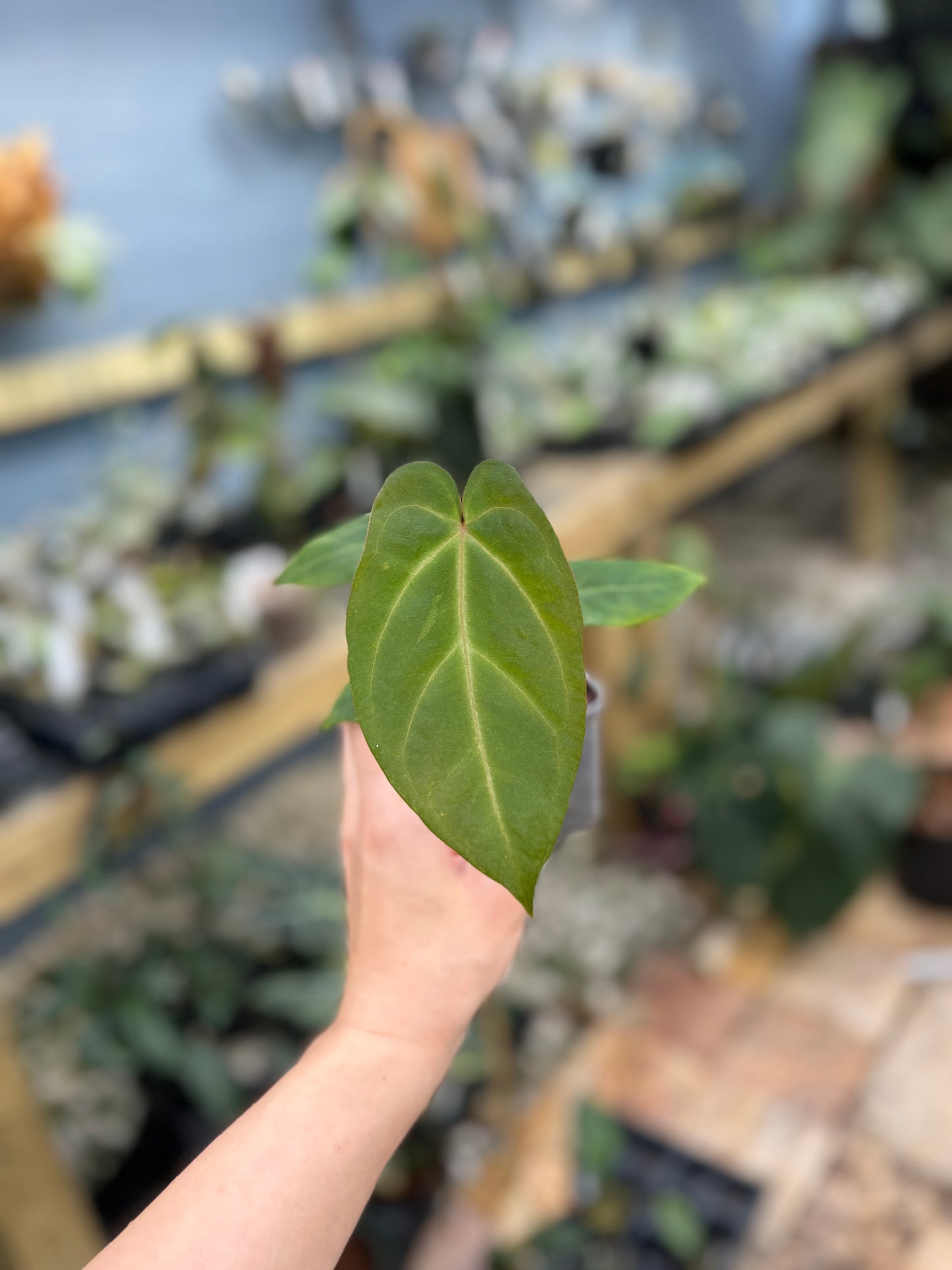 Anthurium papillilaminum x Michelle