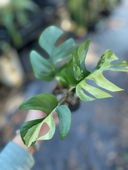 GROWER’S CHOICE: Rhaphidophora Tetrasperma Variegated