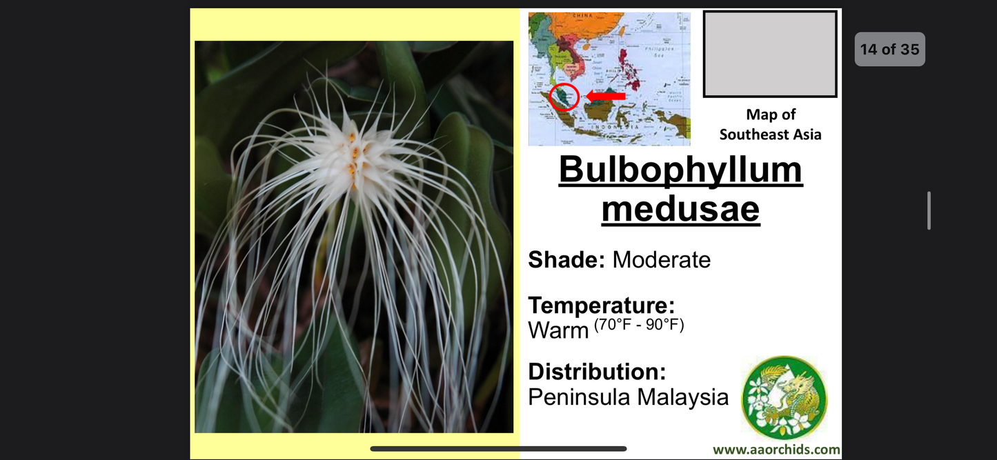 Bulbophyllum medusae