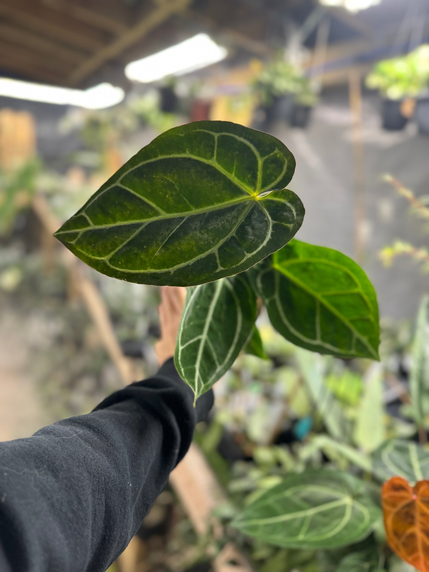 Anthurium  crystallinum