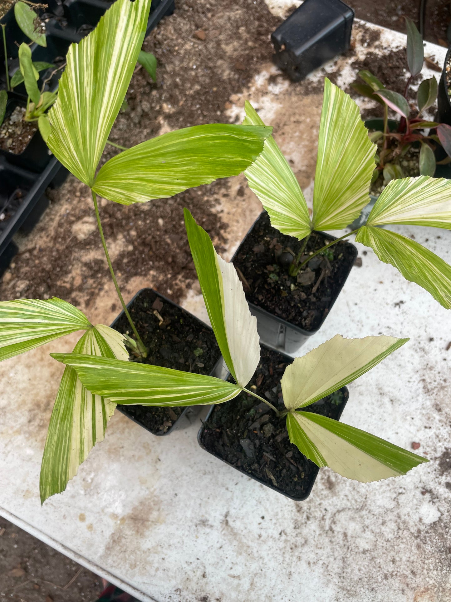 Variegated Fishtail Palm Tree (caryota mitis)