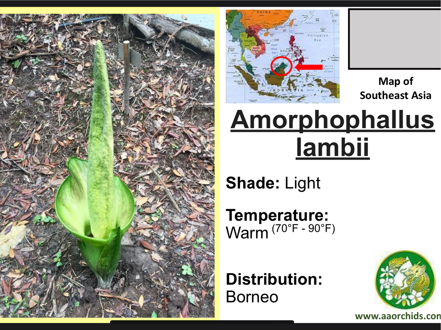 Amorphophallus lambii (green flower!)