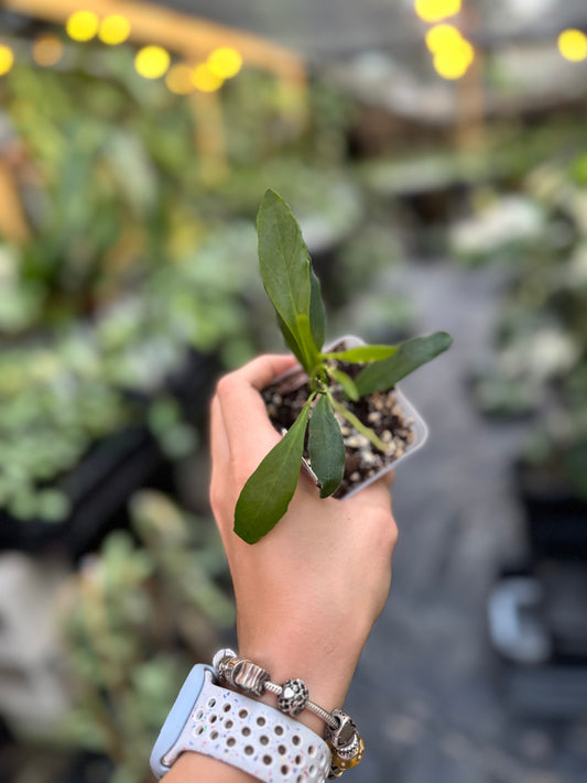 Hoya reyesii