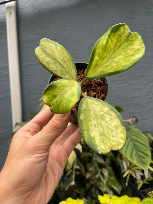 Hoya kerrii 'Picta Spot' (inner variegated)