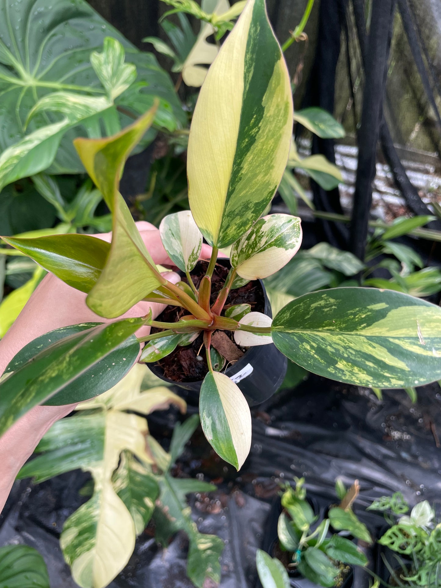 Philodendron red Congo variegated