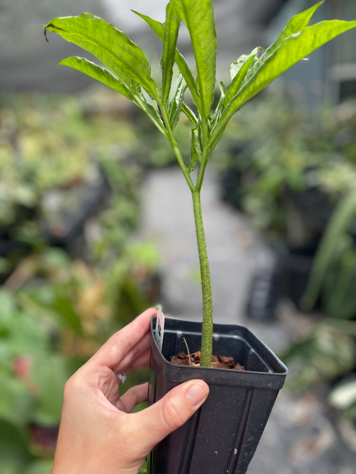 Amorphophallus lambii (green flower!)