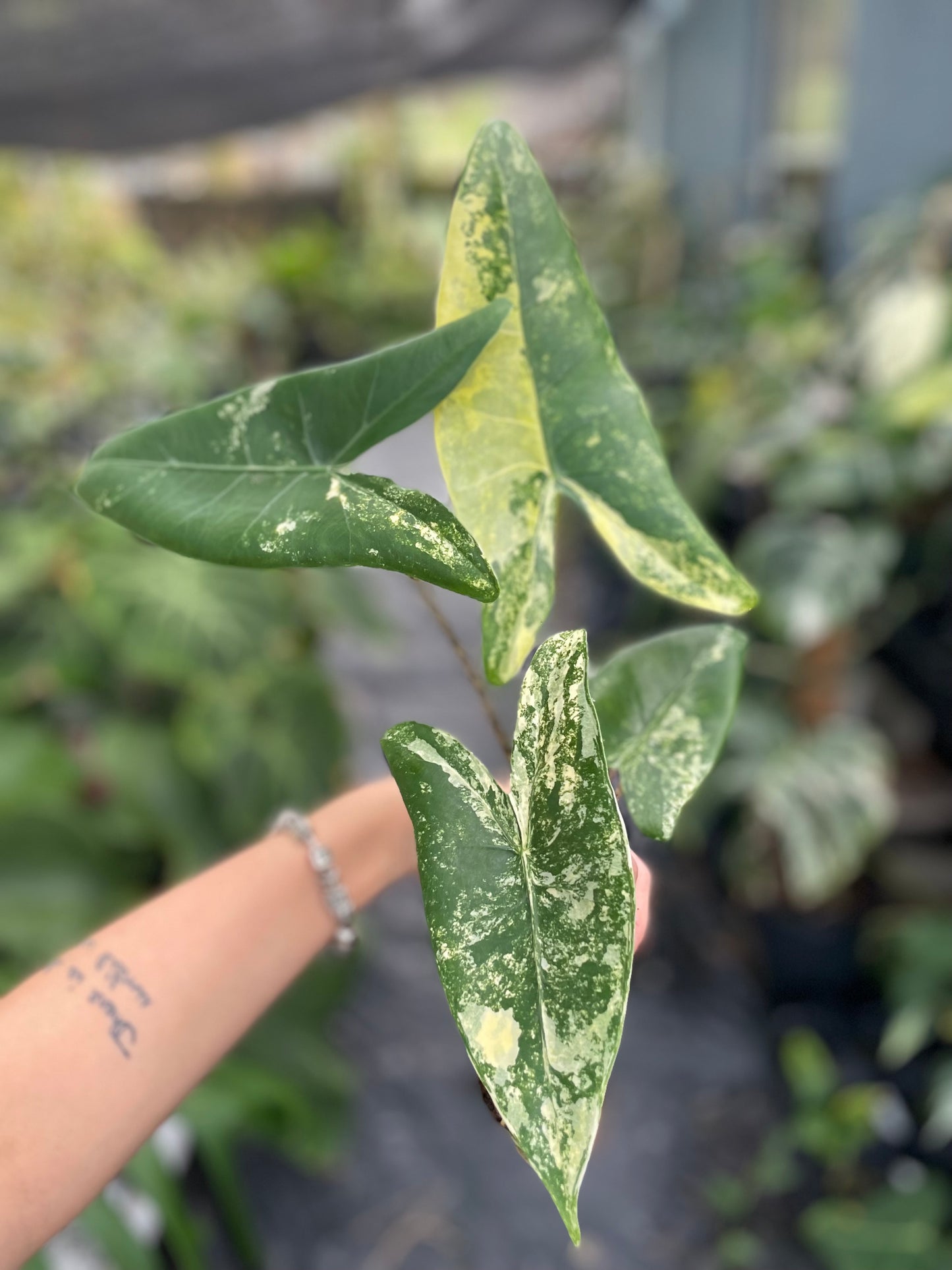 Alocasia zebrina variegated