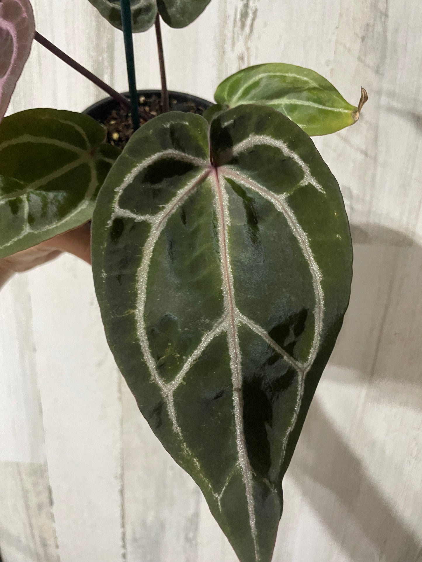 Anthurium ‘Zara’ Doc block