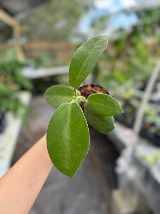 Hoya calycina stargazer