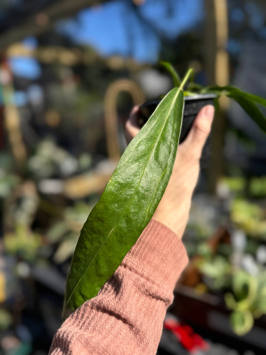 Anthurium wendlingeri