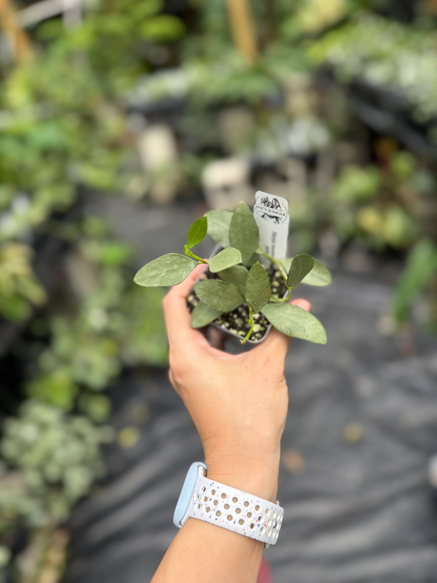 Hoya nummularioides (silver)