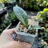 Propagation pins clear