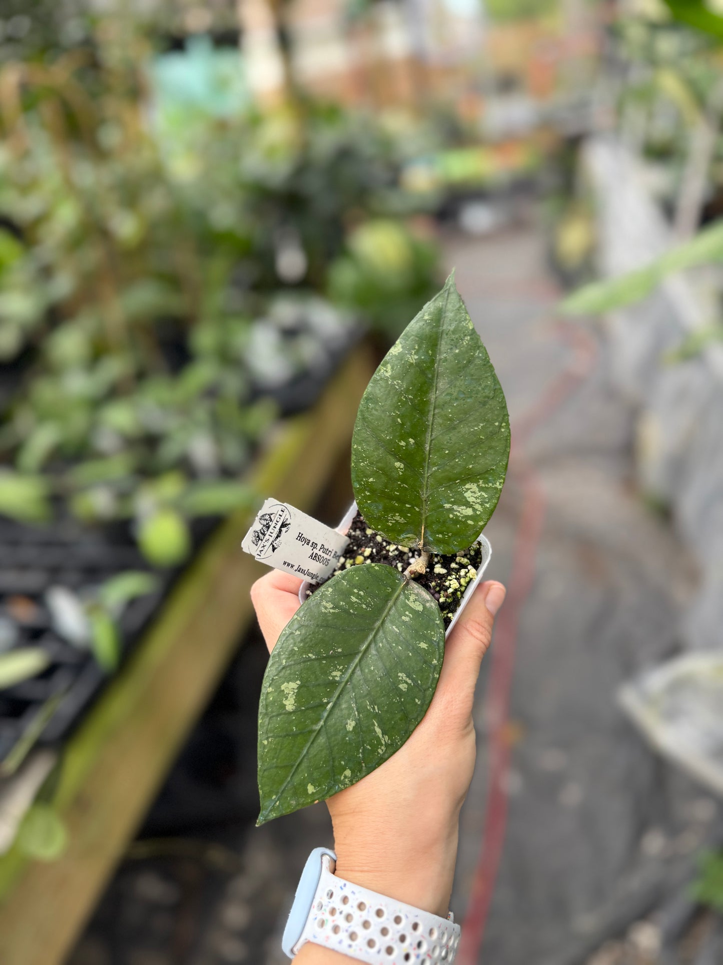 Hoya sp. Putri Betung ABS005