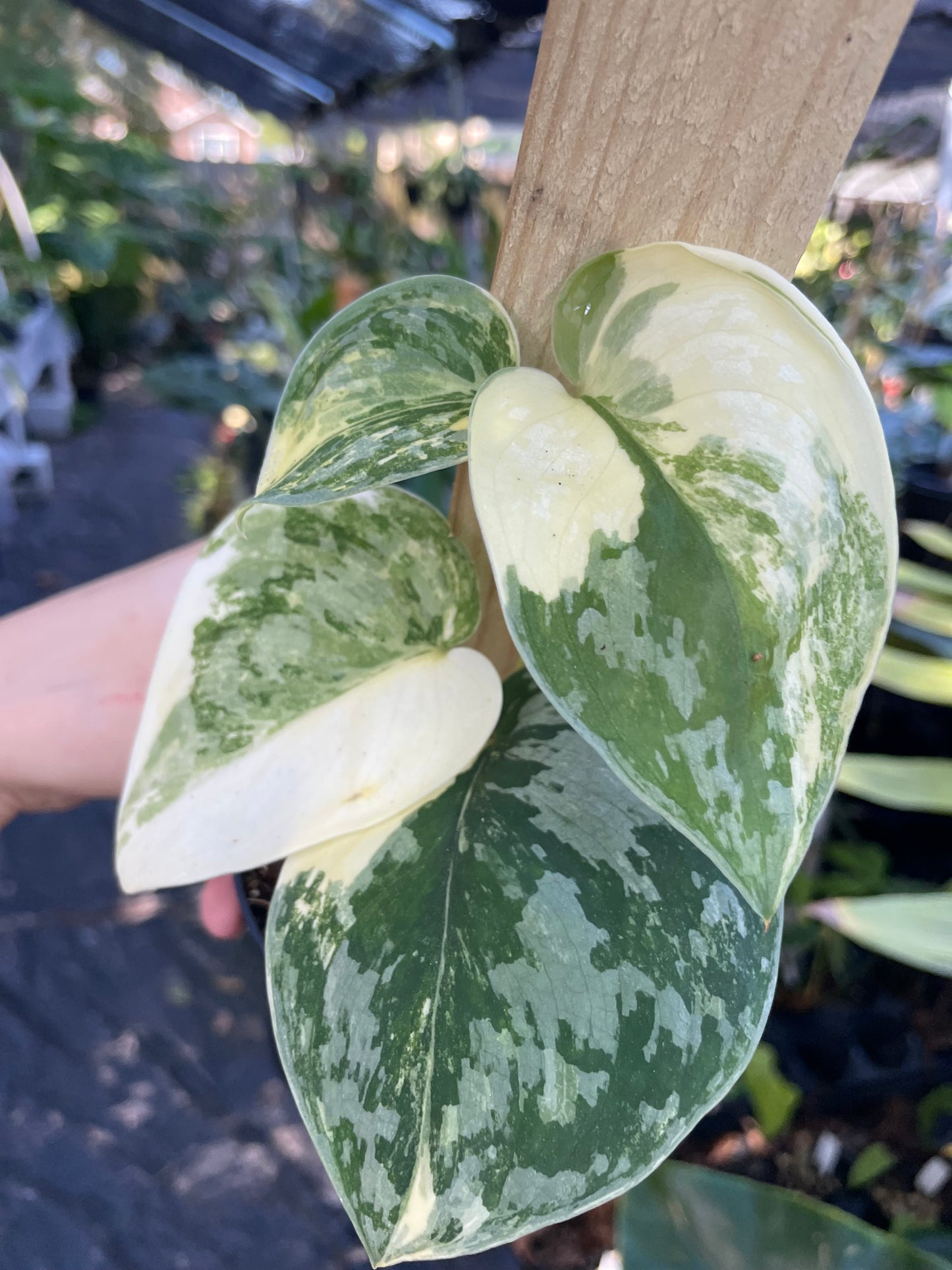 Scindapsus Exotica Variegated