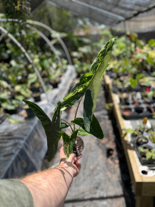 alocasia tigrina superba variegata