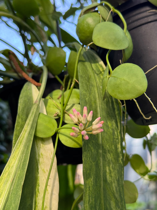 Dischidia vidalii x sp. Camiguin Island