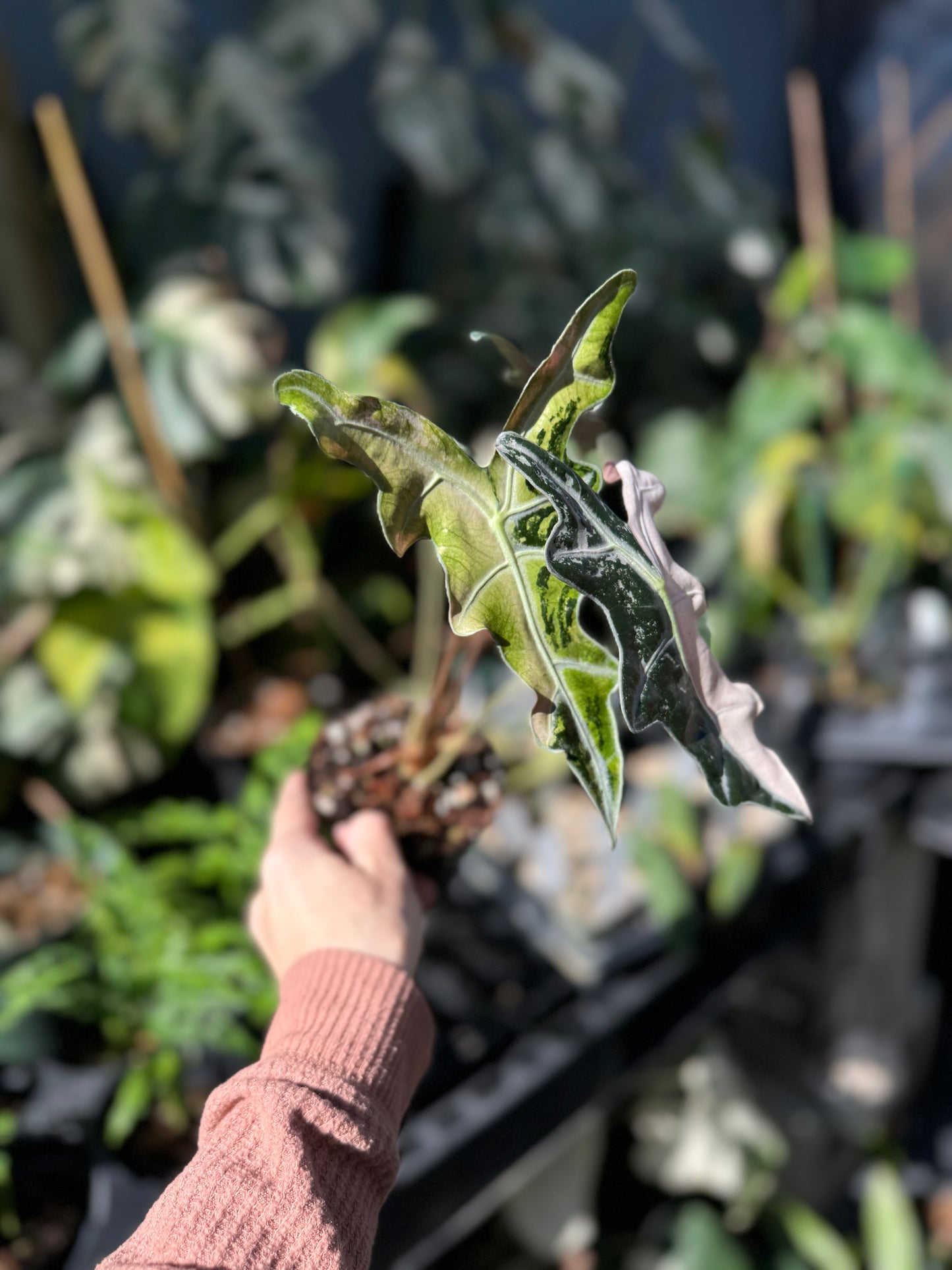 Alocasia Nobilis pink variegated (mother plant)