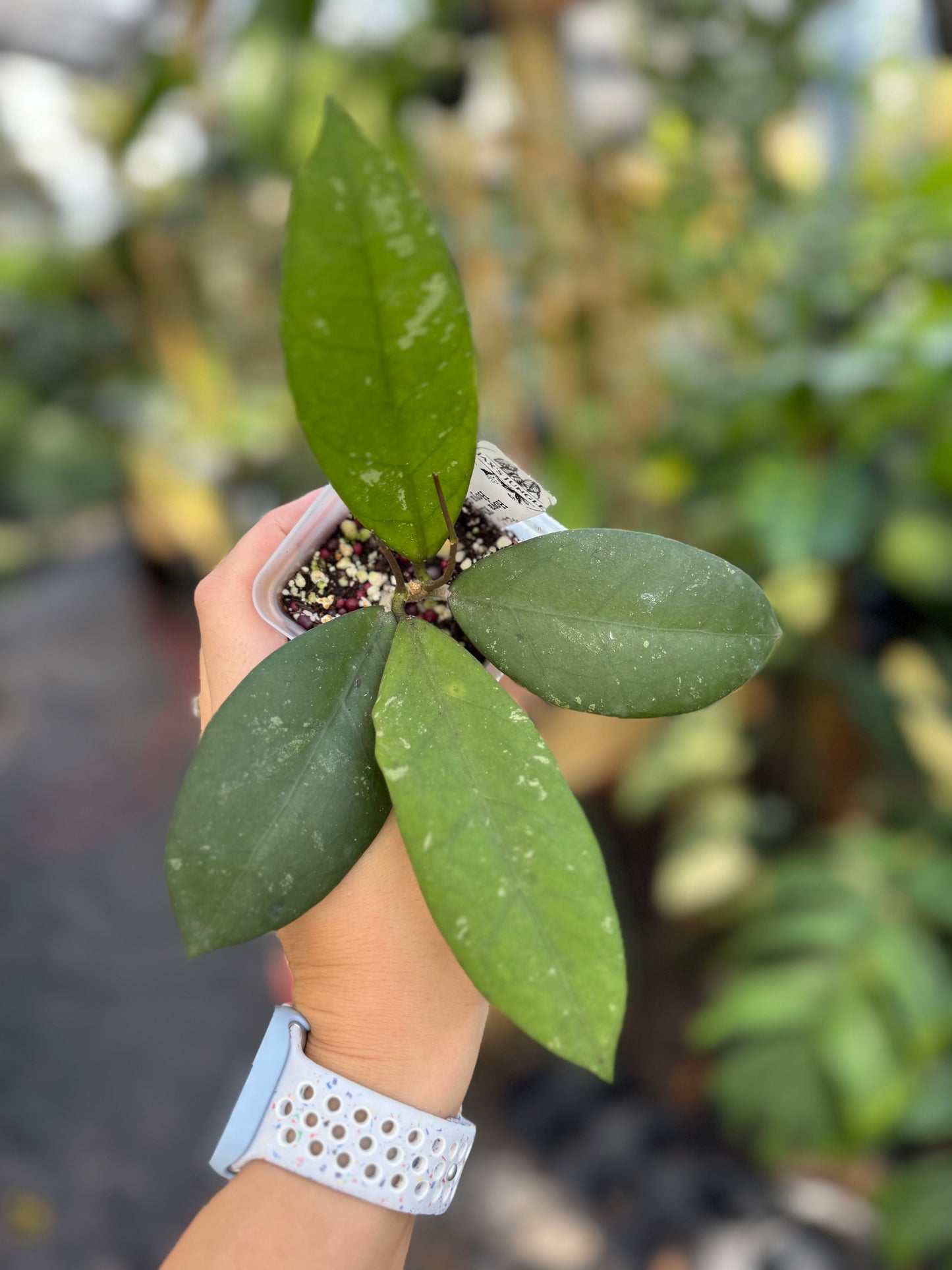 Hoya ‘Khon Kaen Ruby’ x Hoya crassipetiolata (seed 03)
