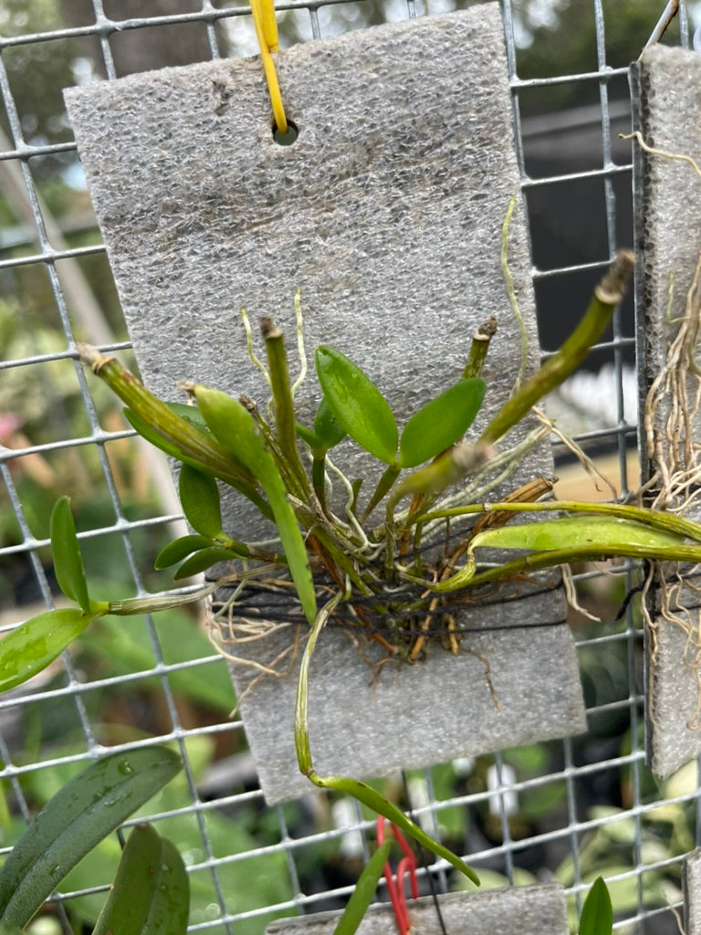 Dendrobium pachyphyllum