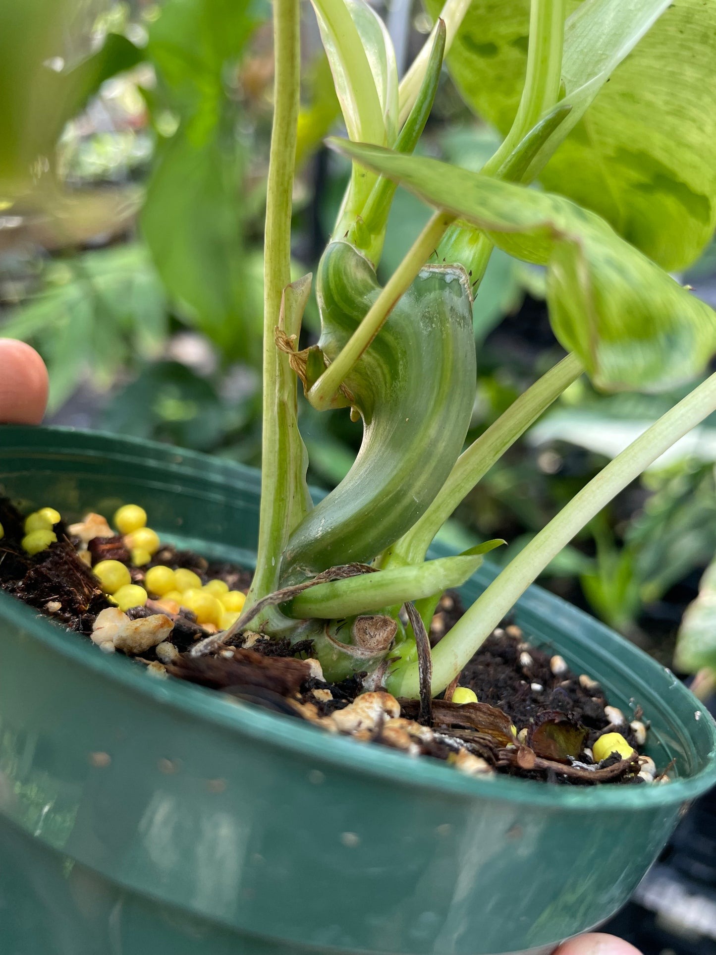 Philodendron burle marx mint