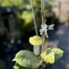 Clear dragonfly clip