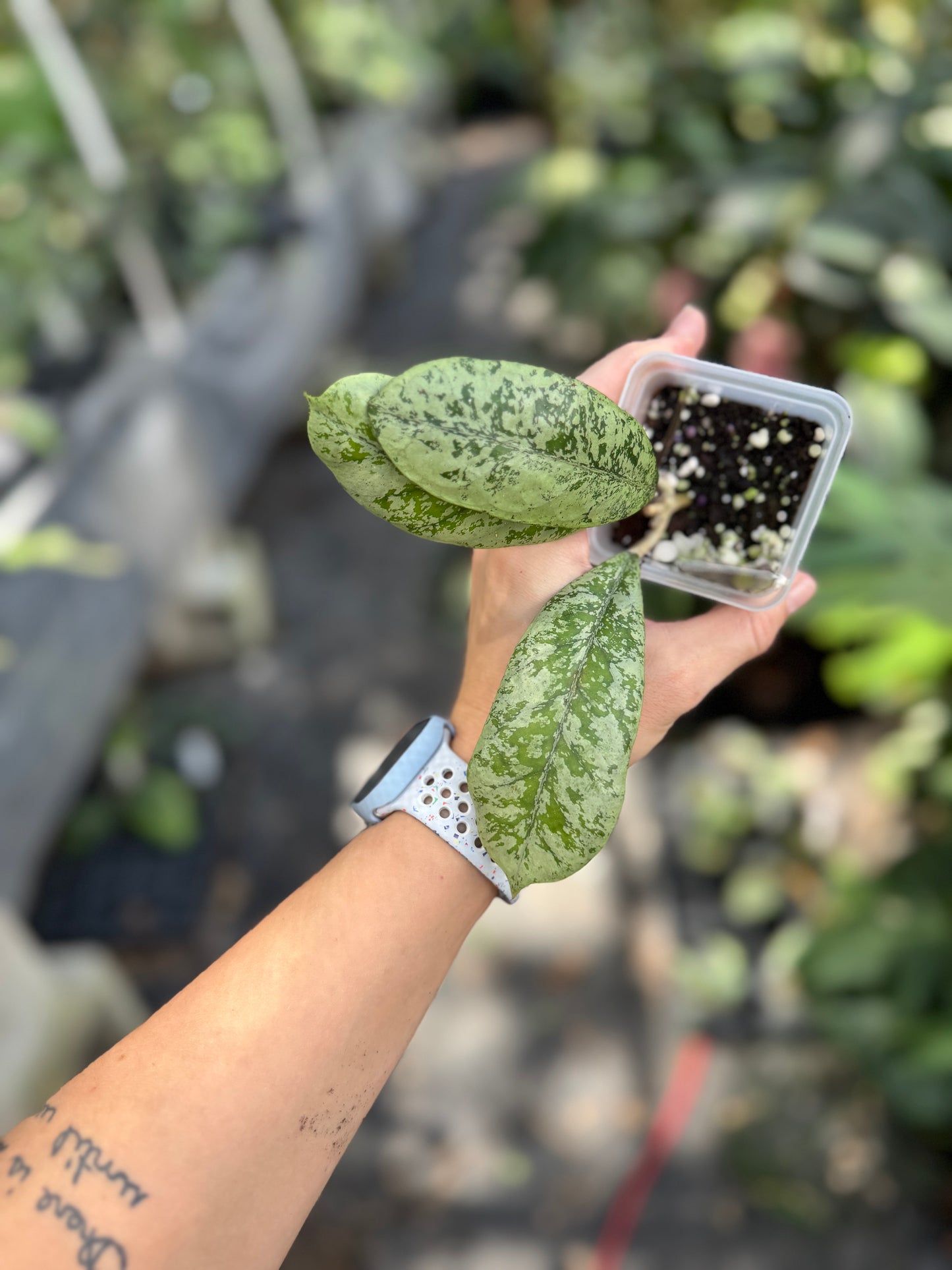 Hoya ‘Lorelai’