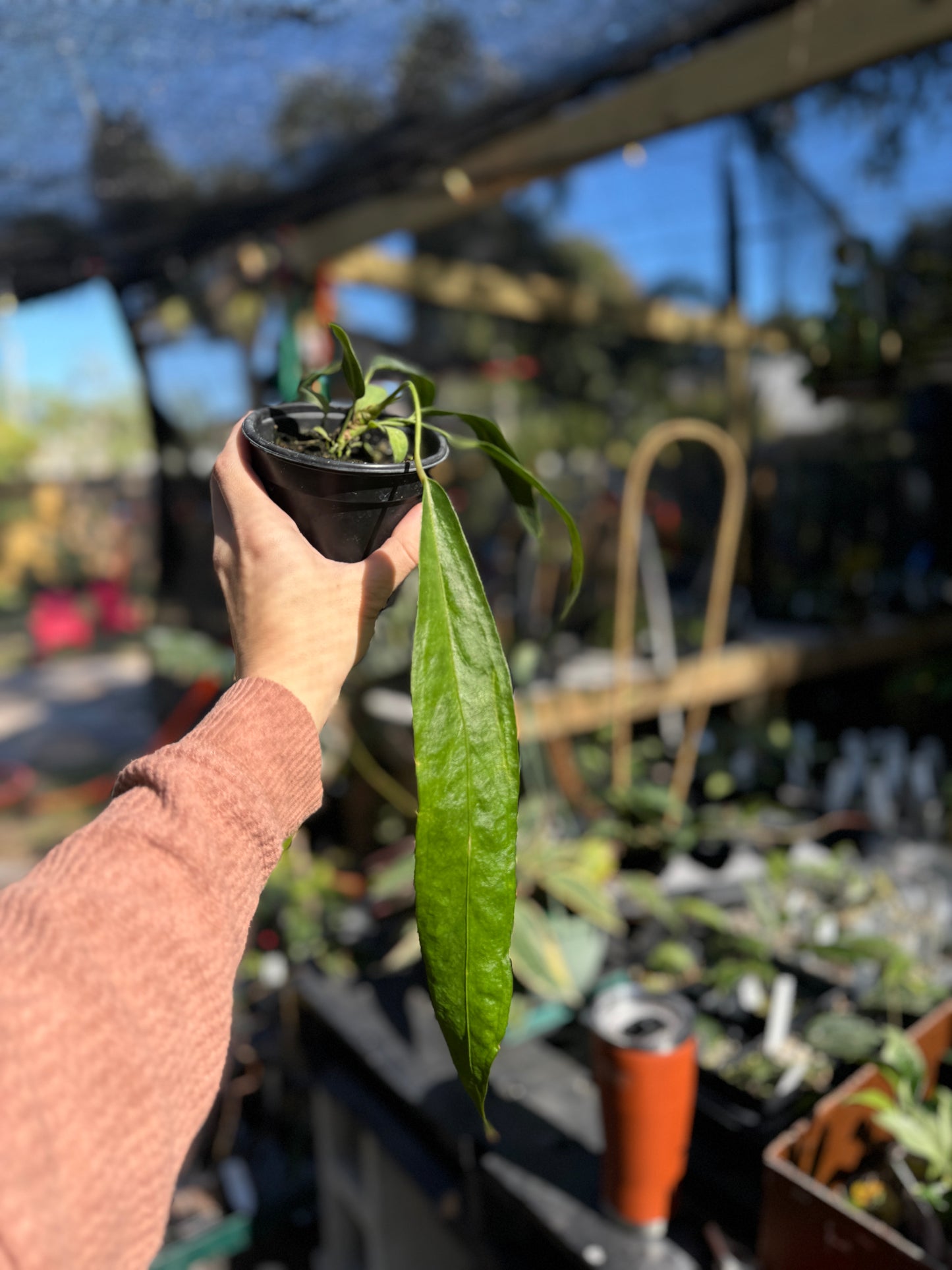 Anthurium wendlingeri