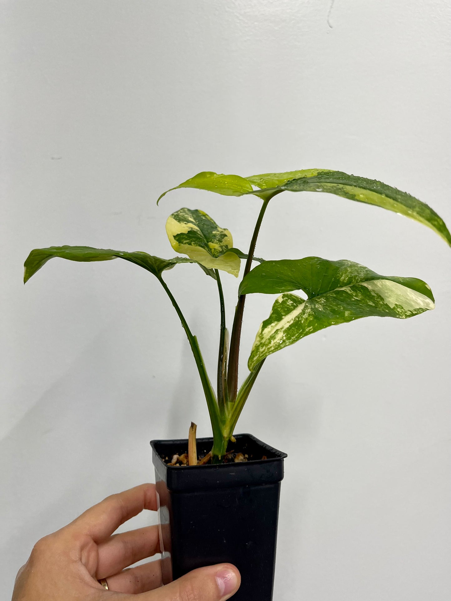 Syngonium Aurea