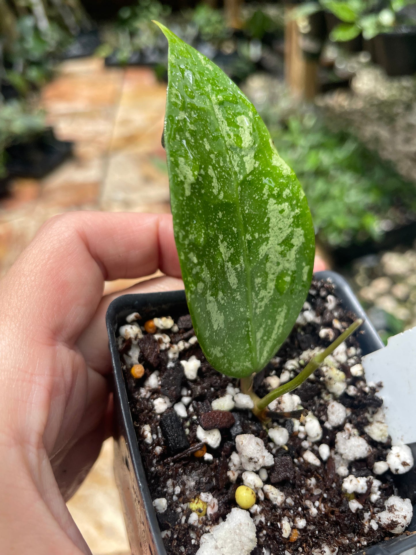 Hoya Verticillata splash