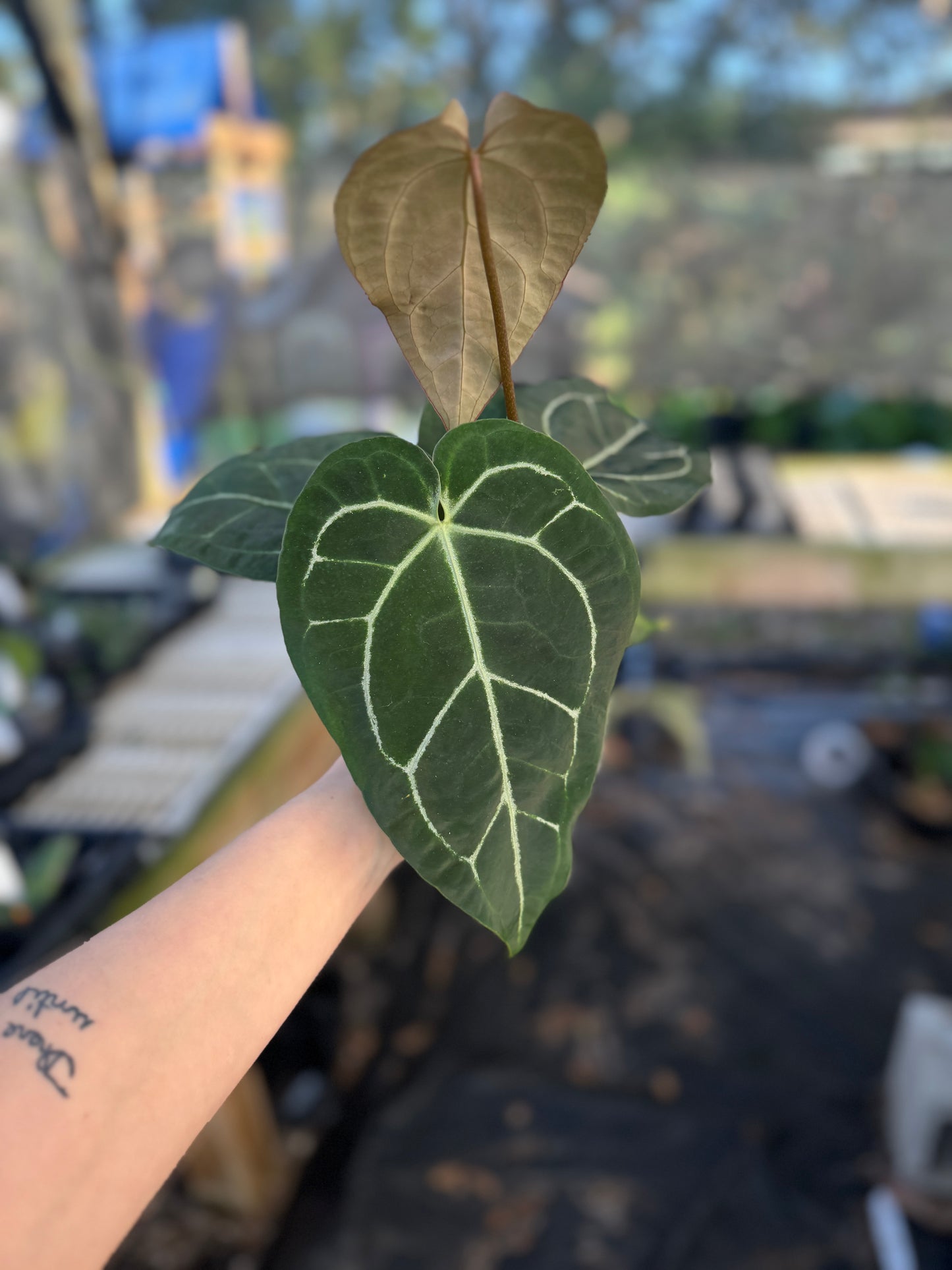 Anthurium  crystallinum