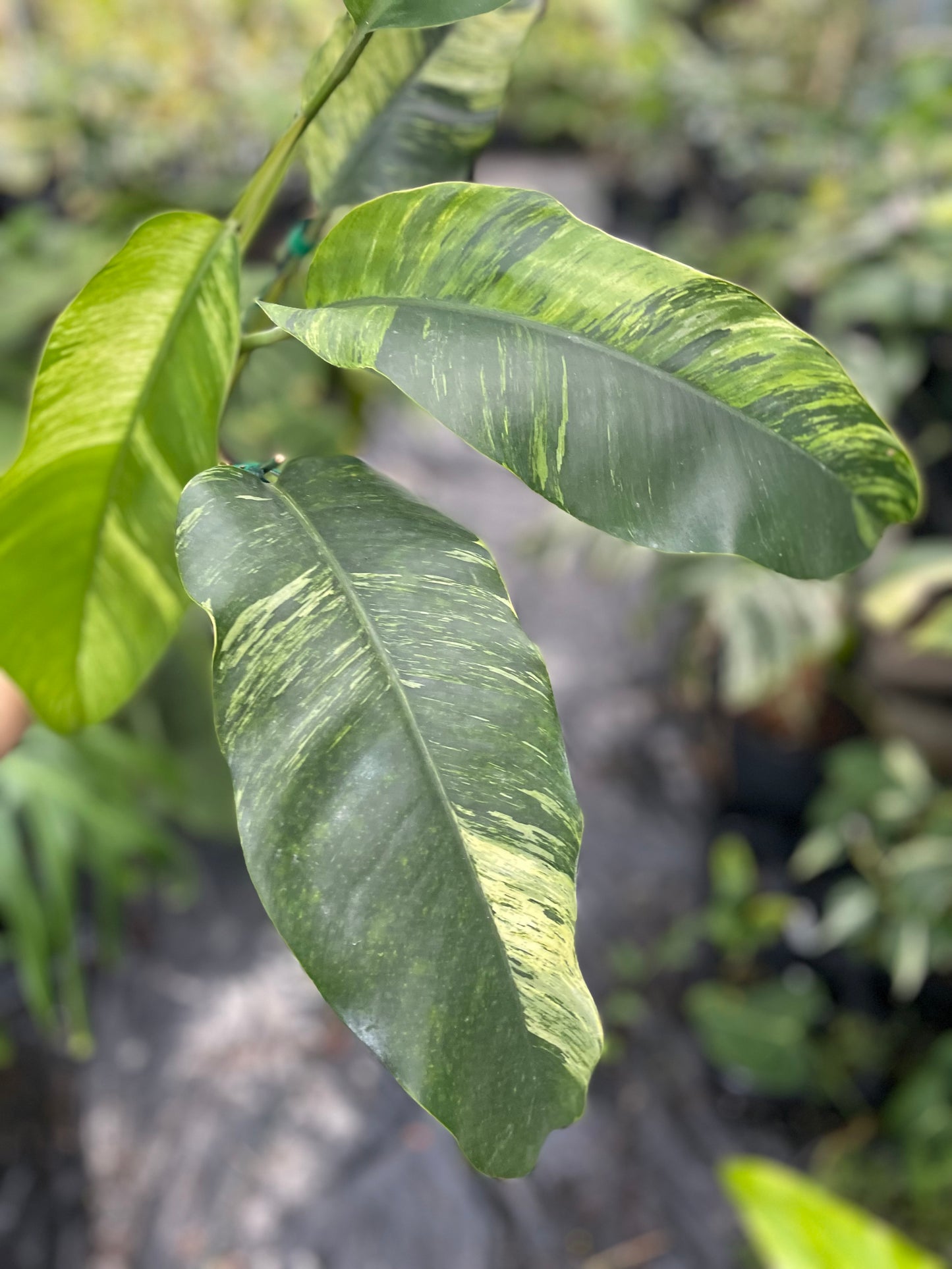 Epipremnum giganteum variegated