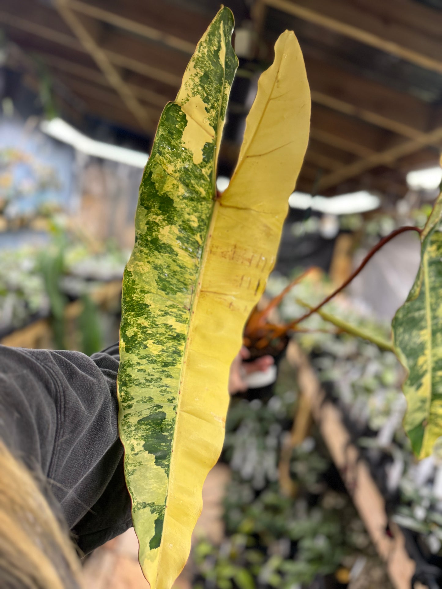 Philodendron billietiae variegated