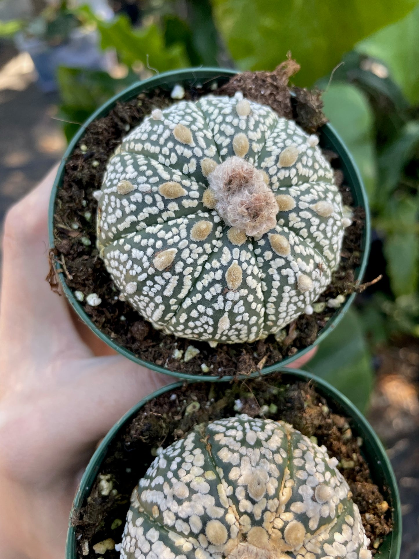 Astrophytum asterias super kabuto "Sand dollar cactus"