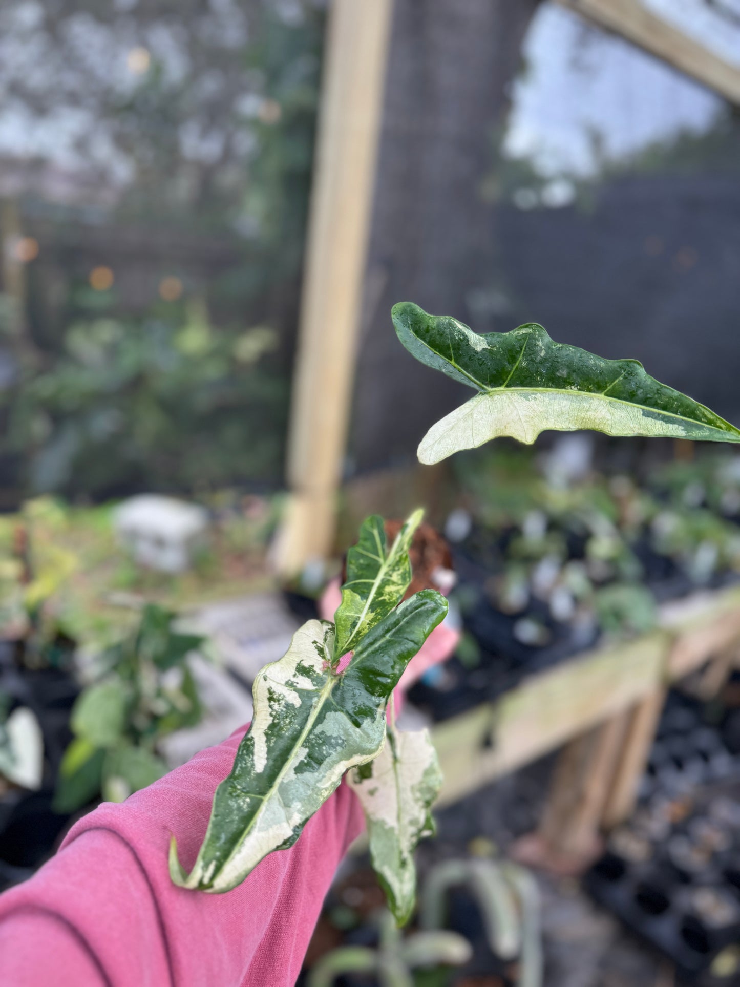 Alocasia Sarian Variegated