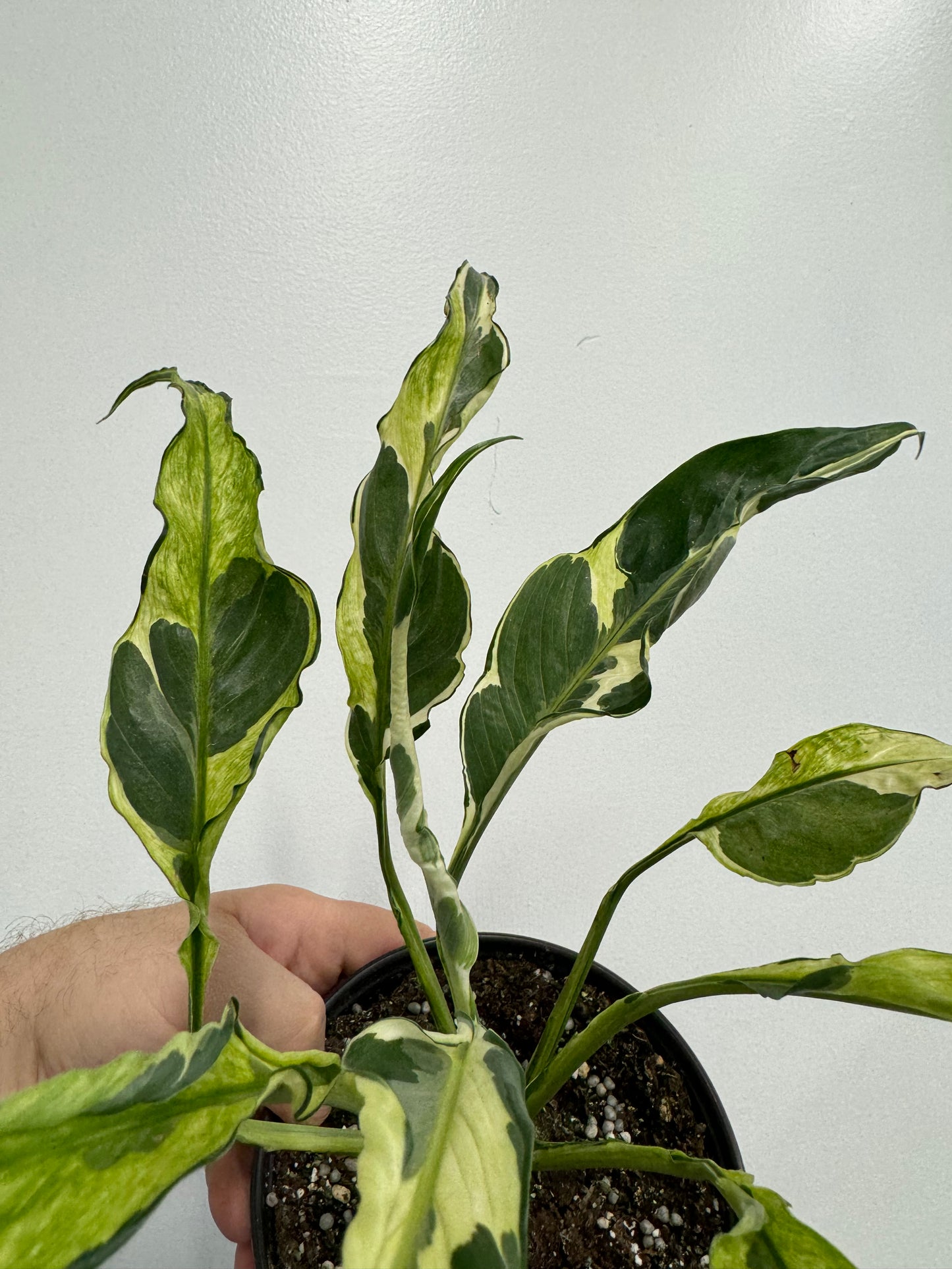 Spathiphyllum mutation aurea variegated