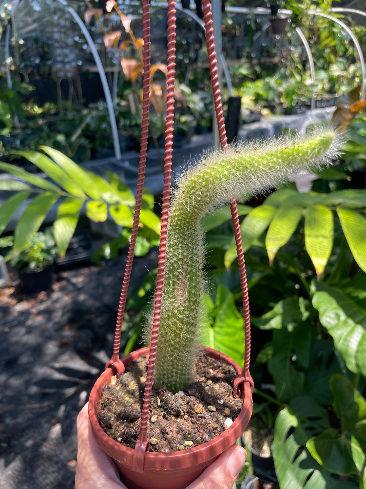 Monkey Tail Cactus – Cleistocactus colademononis