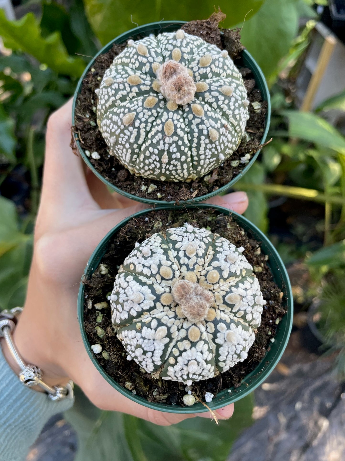 Astrophytum asterias super kabuto "Sand dollar cactus"