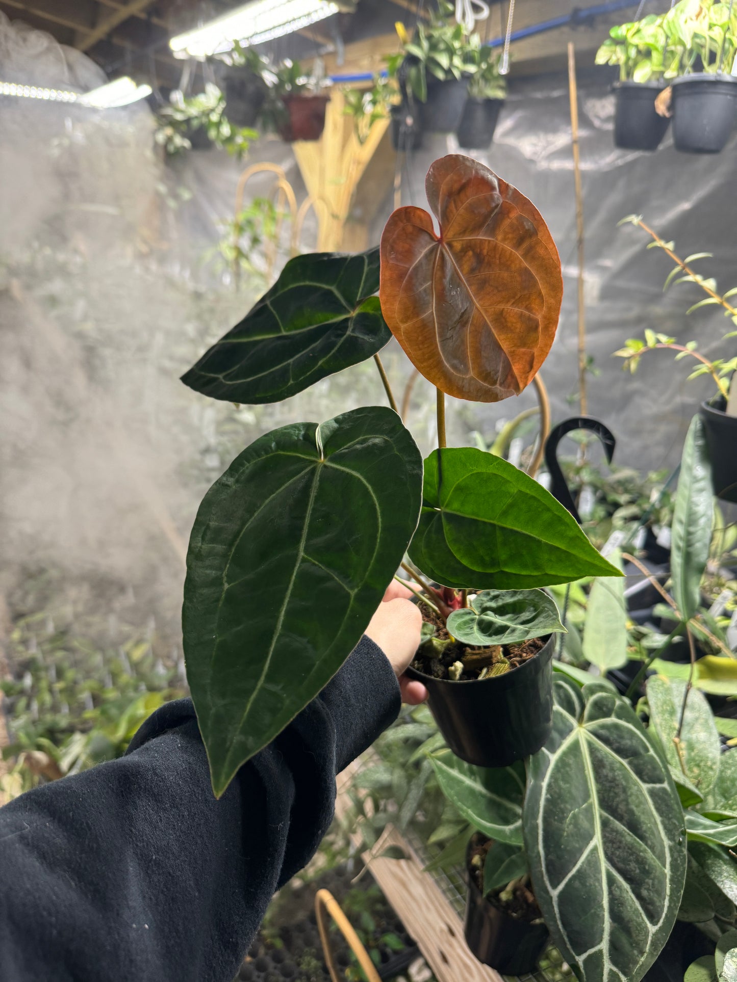 Anthurium  crystallinum