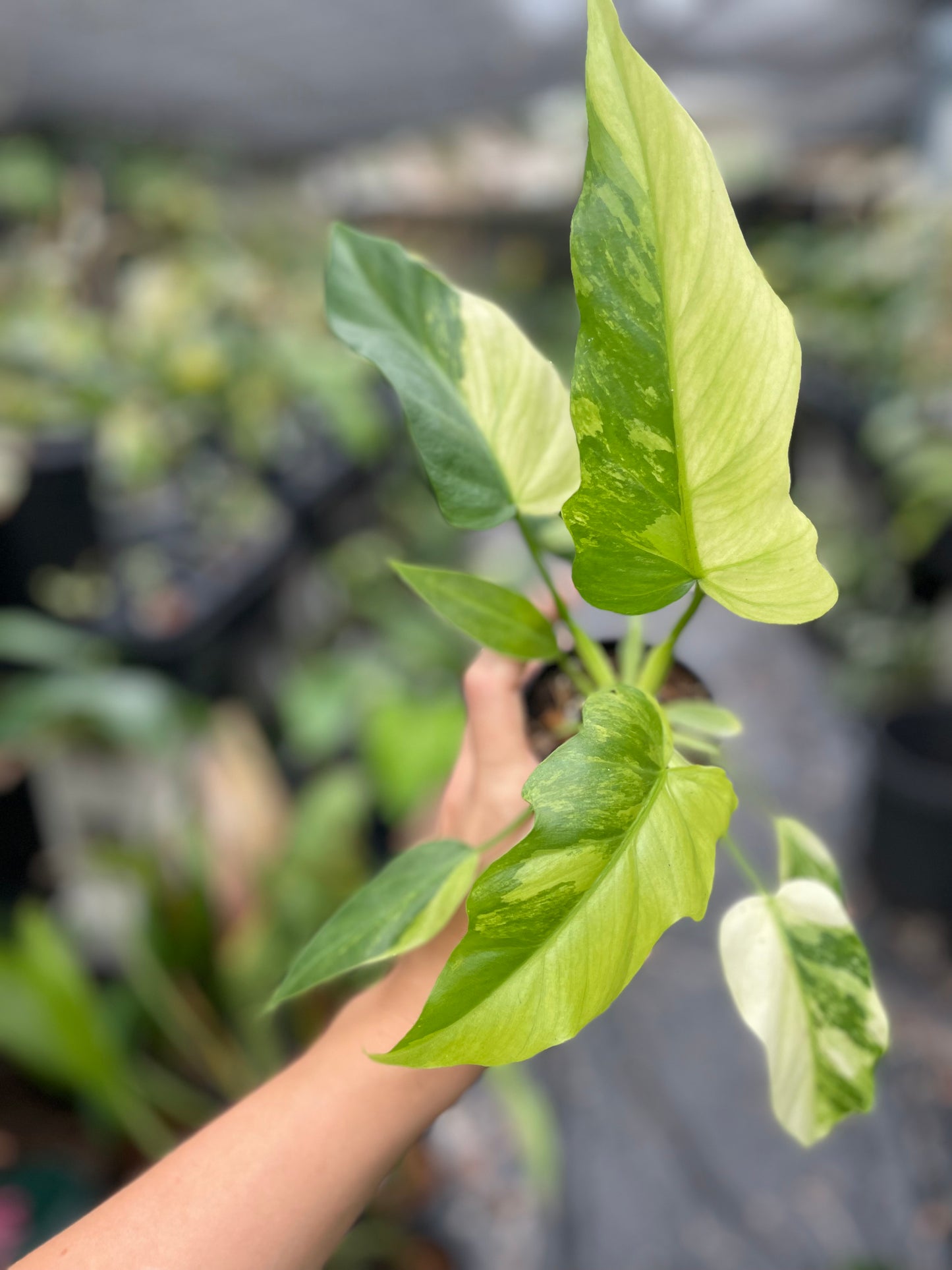 Philodendron radiatum variegated