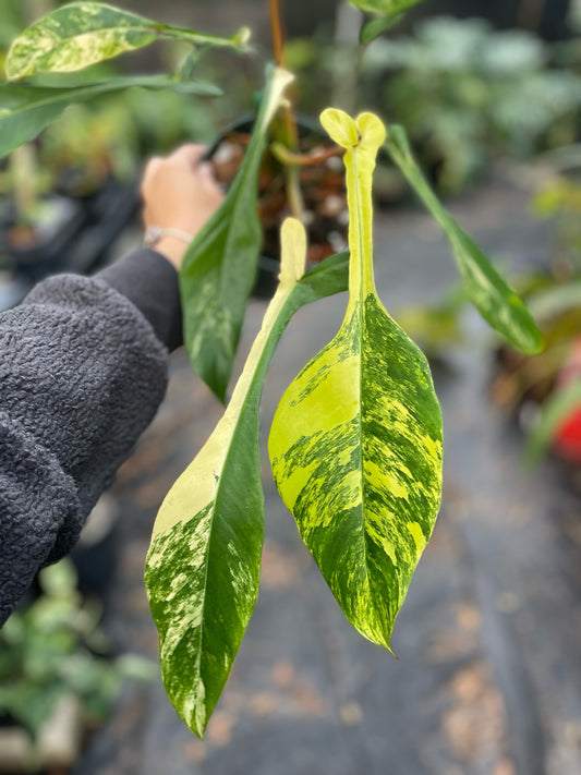 Philodendron joepii variegated