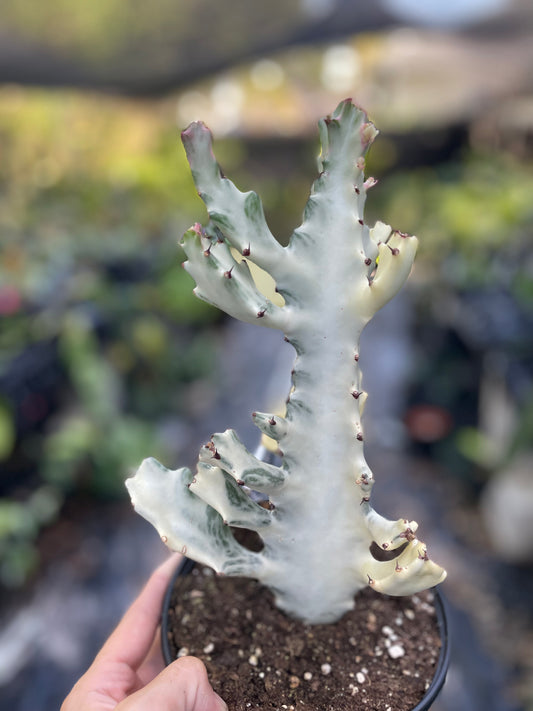 Euphorbia Lactea Ghost Cactus