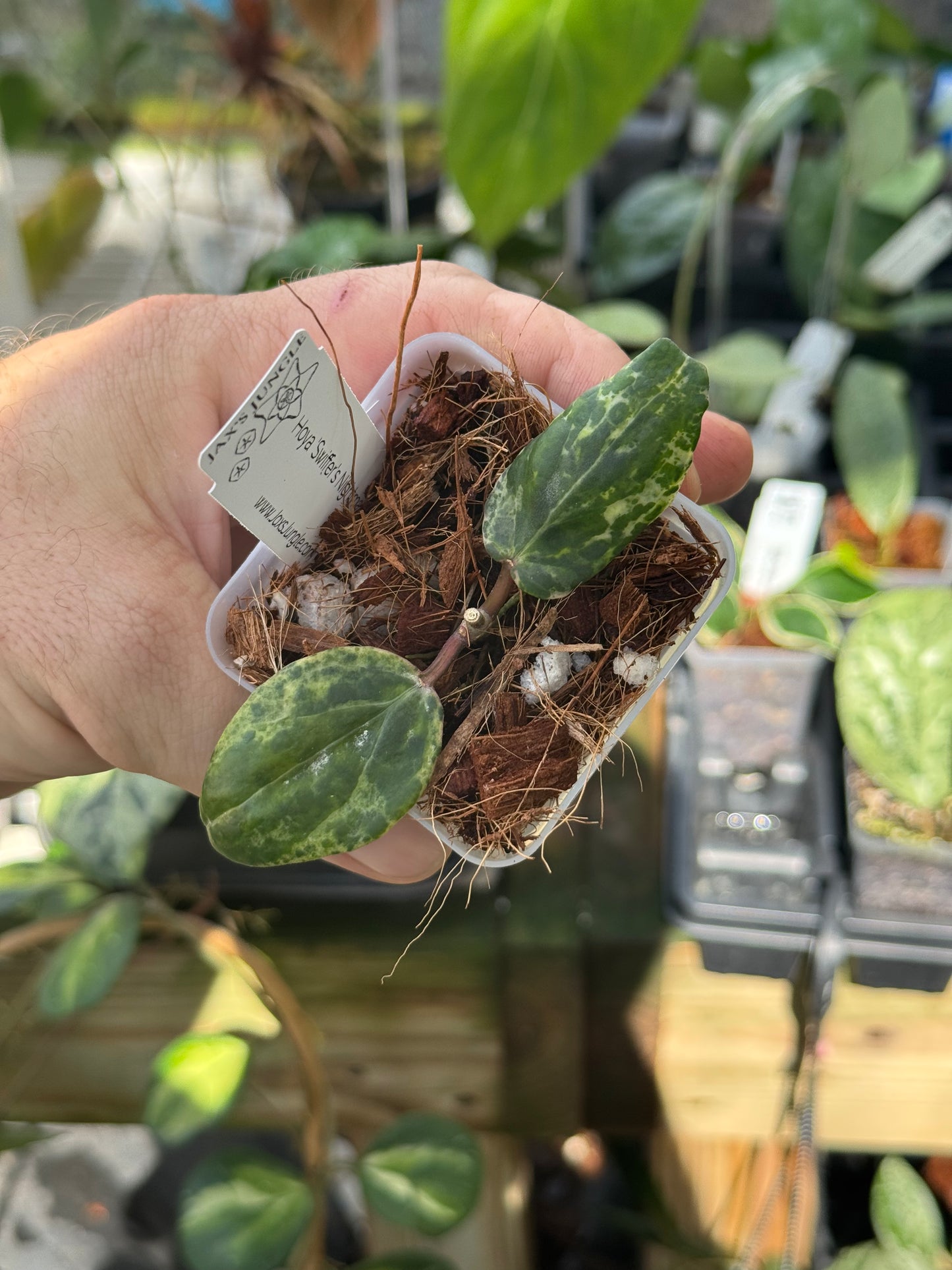 Hoya ‘Swiffer’s Nightmare’